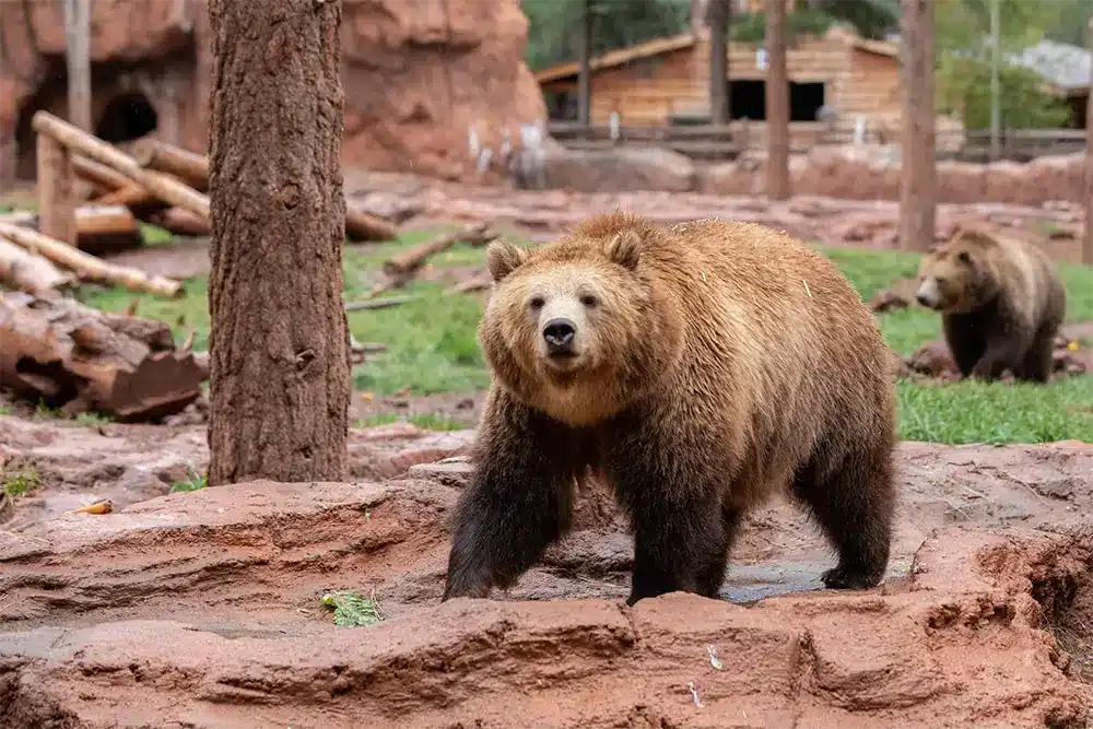 Arizona's Premier Wildlife Park